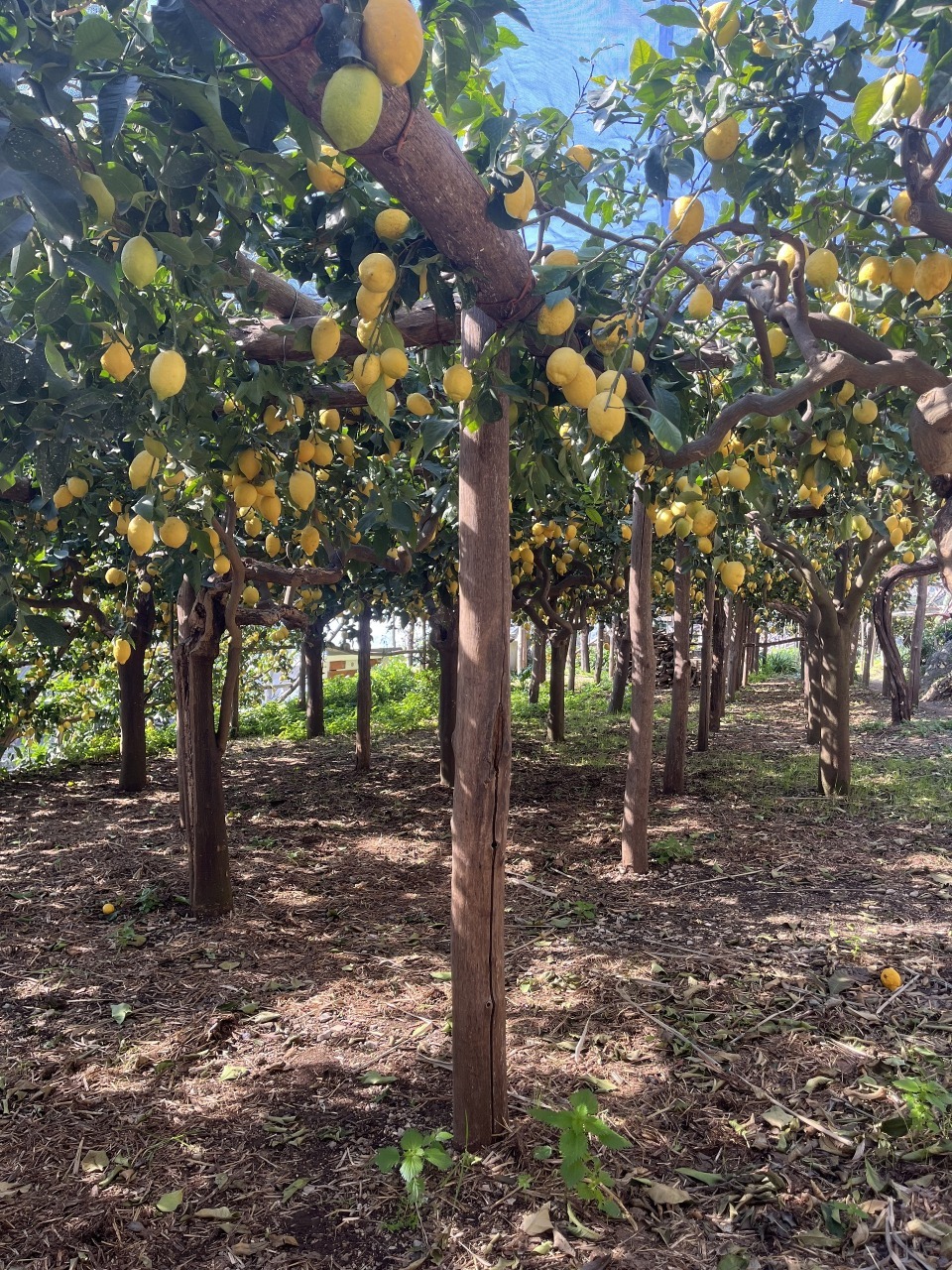 Lemon Path Tour 1