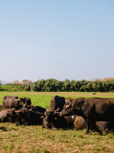 Vannulo Farm & Paestum Tour 7