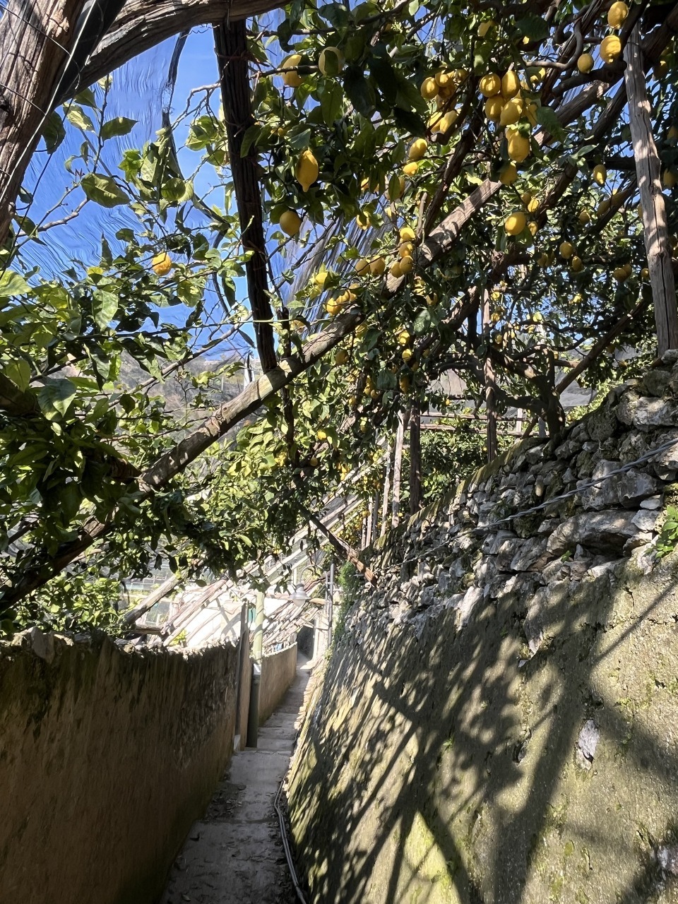 Lemon Path Tour 9