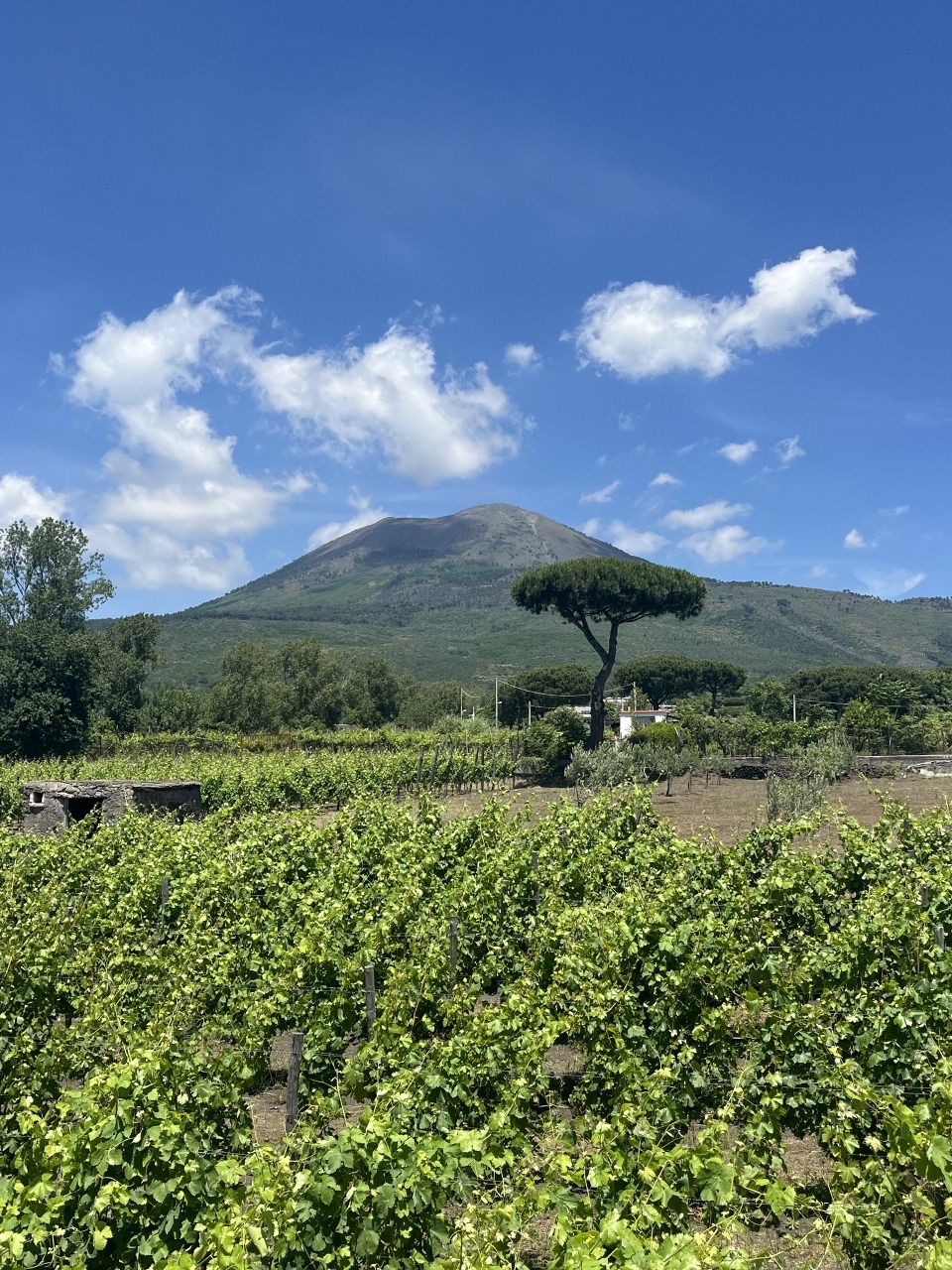 Private Pompeii Tour & Vesuvius Winery Experience