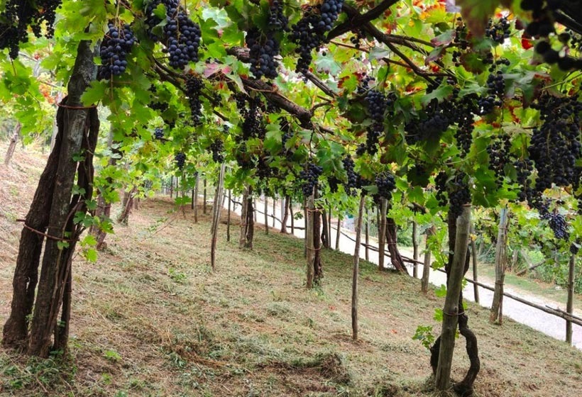 Wine Tasting Tour 12