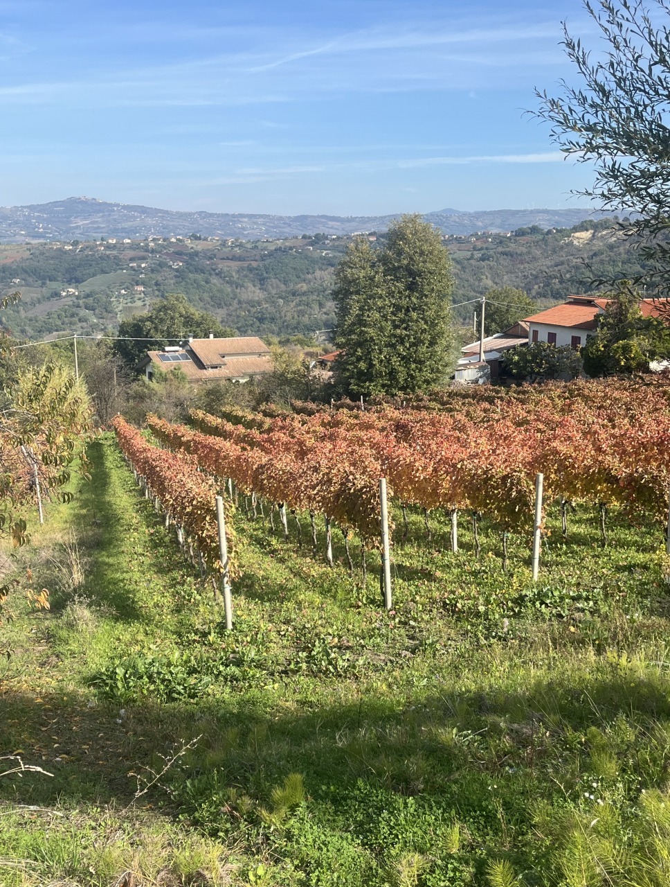 Irpinia Wine Tasting 17