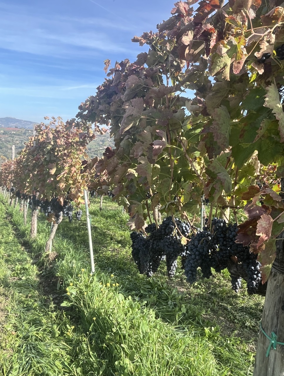 Irpinia Wine Tasting 18