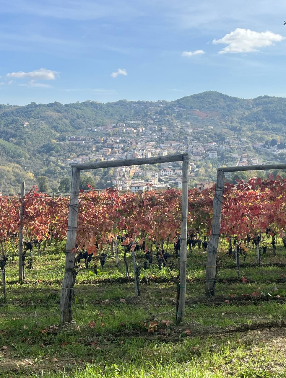 Irpinia Wine Tasting 19