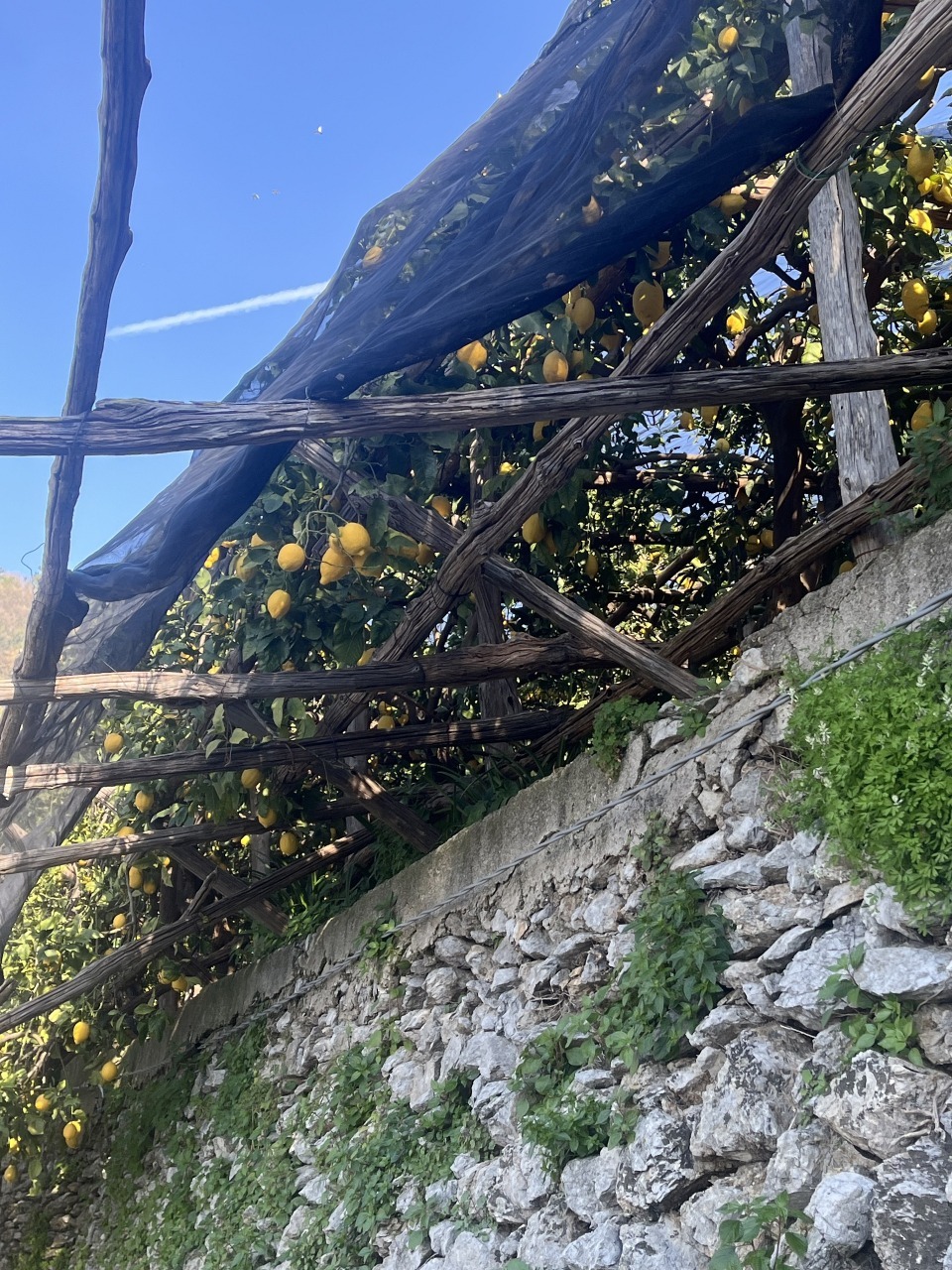 Lemon Path Tour 2