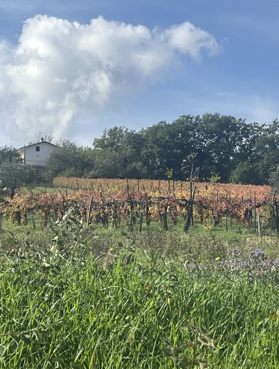 Irpinia Wine Tasting 4