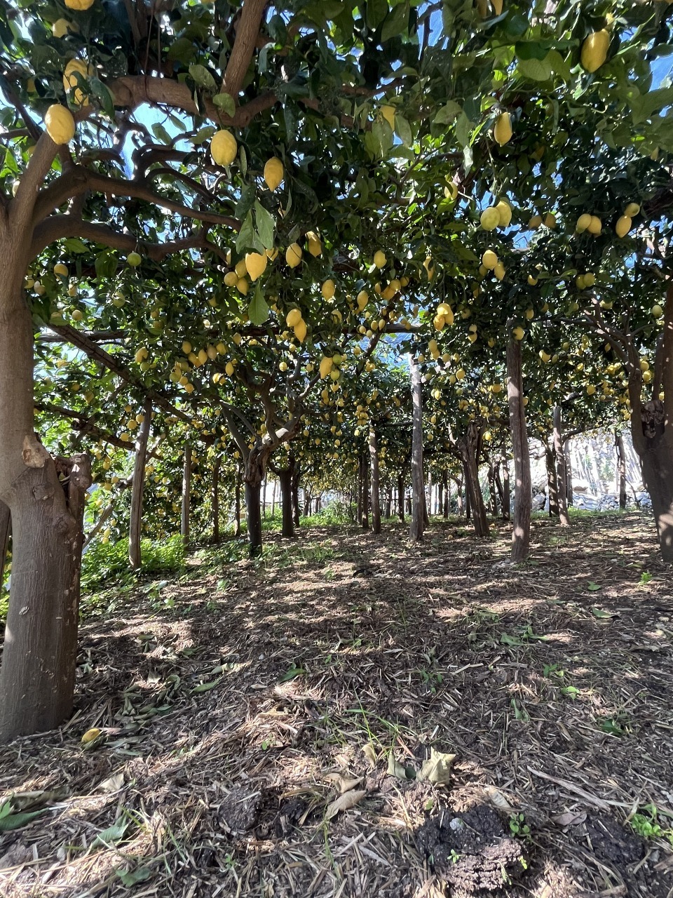 Lemon Path Tour 15