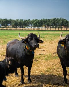 Vannulo Farm & Paestum Tour 2
