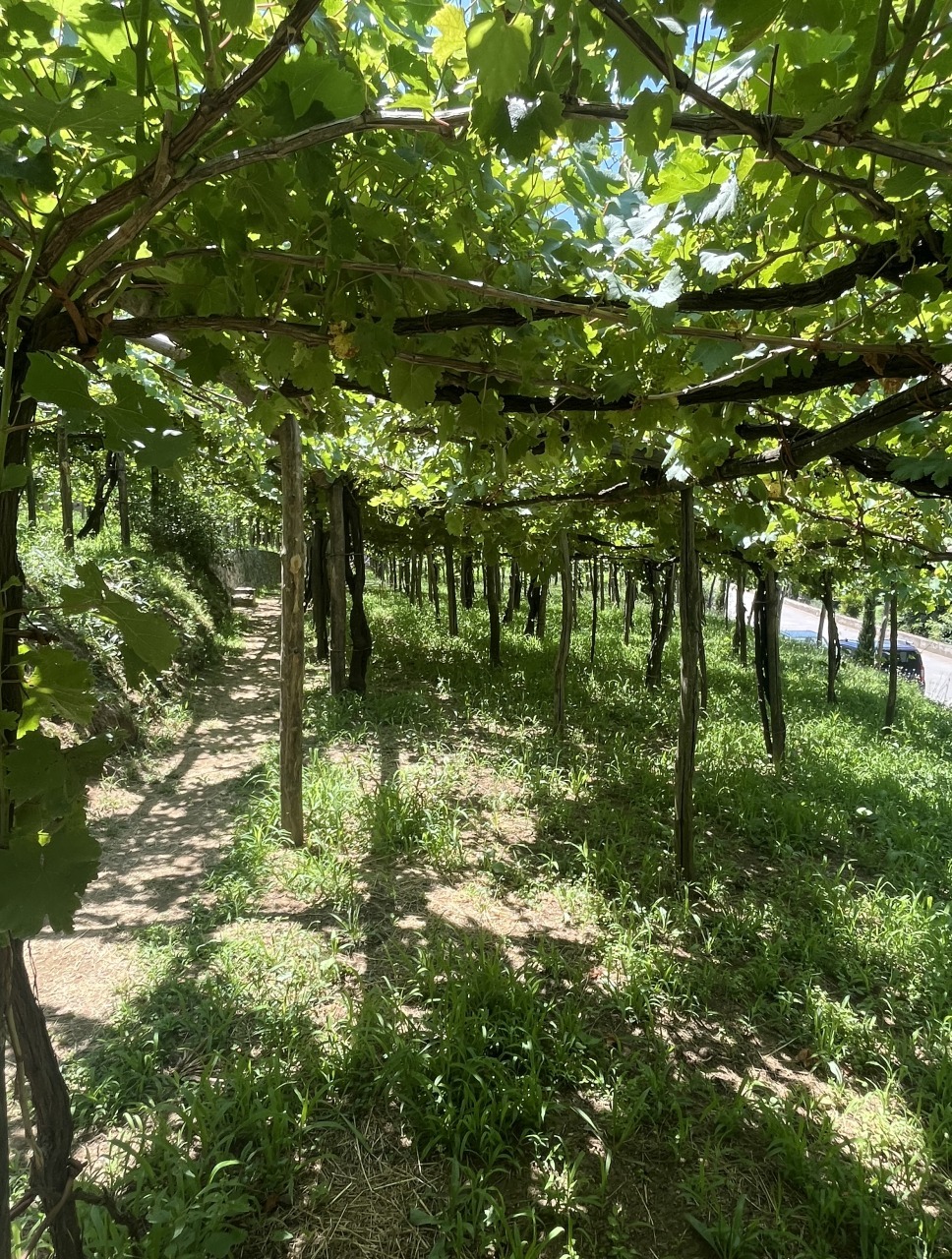 Wine Tasting Tour 6