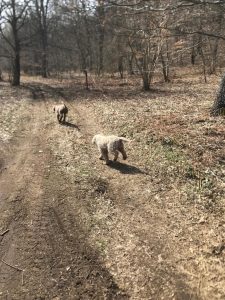 Irpinia Truffle Tour 5