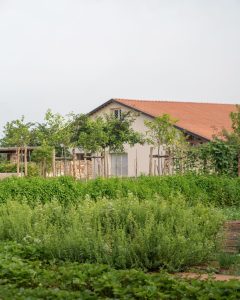Vannulo Farm & Paestum Tour 5