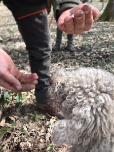 Irpinia Truffle Tour 6